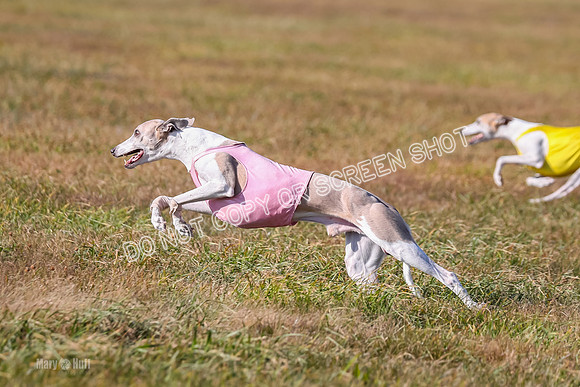 1) Prelim Veteran 1, Bug Rasher Cheers-5543