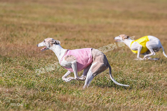 1) Prelim Veteran 1, Bug Rasher Cheers-5542