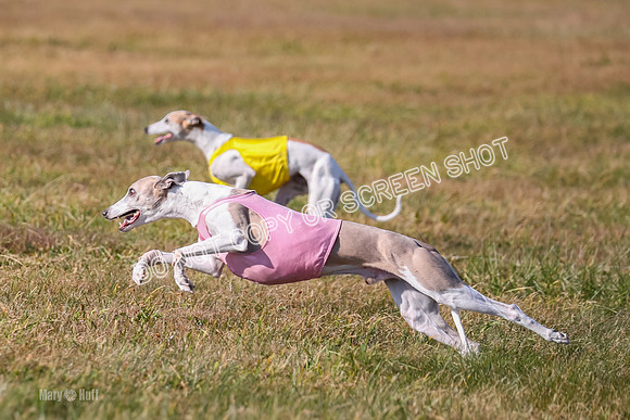 1) Prelim Veteran 1, Bug Rasher Cheers-5541
