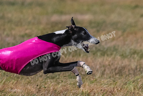 2) Finals Veteran 2, Jasmine Zen Daisy-8009