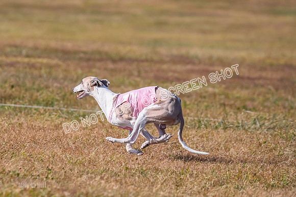 1) Prelim Veteran 1, Bug Rasher Cheers-5546
