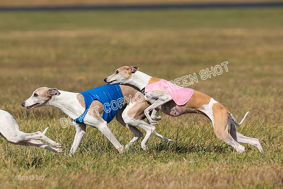 2) Finals Veteran 1, Bug Cheers Rasher-7878