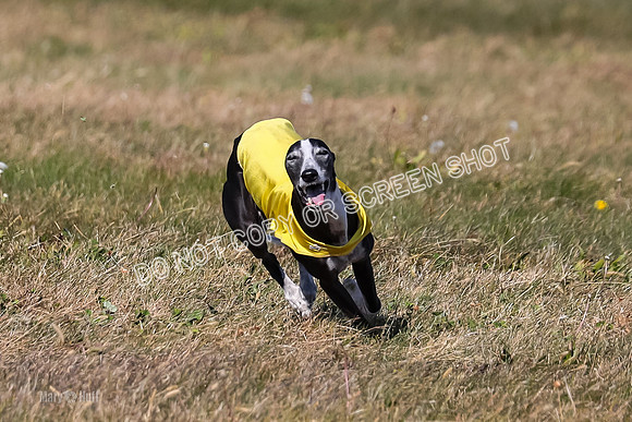 1) Prelim Veteran 2, Zen Daisy Jasmine-5556