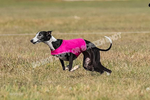 2) Finals Veteran 2, Jasmine Zen Daisy-7941