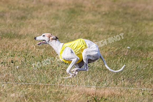 1) Prelim Veteran 1, Bug Rasher Cheers-5534