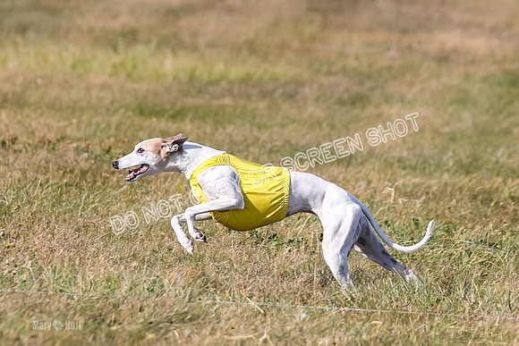 1) Prelim Veteran 1, Bug Rasher Cheers-5535