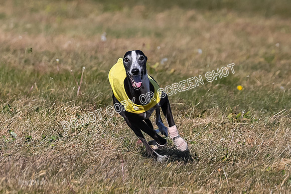 1) Prelim Veteran 2, Zen Daisy Jasmine-5557