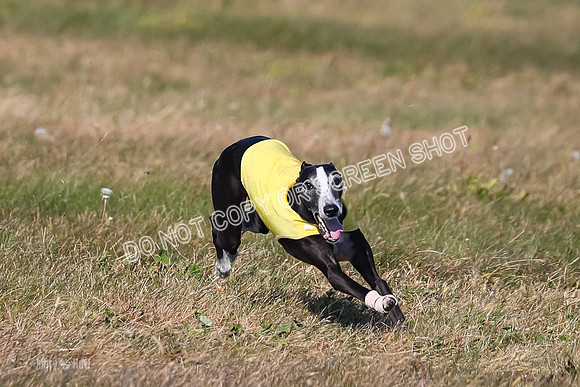 1) Prelim Veteran 2, Zen Daisy Jasmine-5555