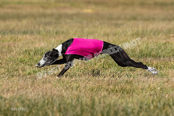 2) Finals Veteran 2, Jasmine Zen Daisy-7956