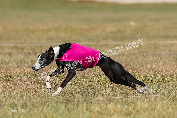 2) Finals Veteran 2, Jasmine Zen Daisy-7942