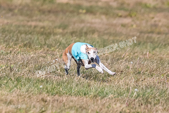 1) Prelim Veteran 1, Bug Rasher Cheers-5523