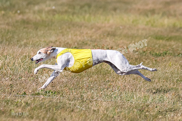 1) Prelim Veteran 1, Bug Rasher Cheers-5536
