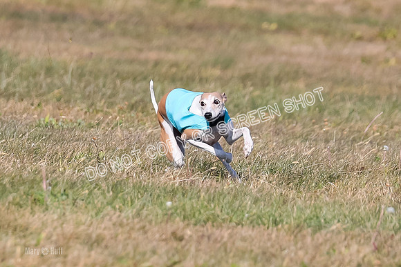 1) Prelim Veteran 1, Bug Rasher Cheers-5522
