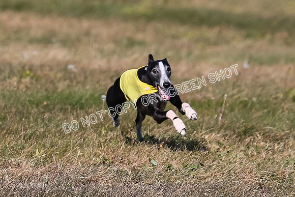 1) Prelim Veteran 2, Zen Daisy Jasmine-5554