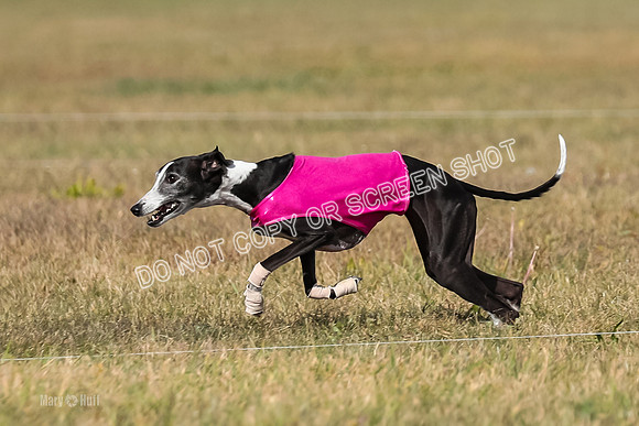 2) Finals Veteran 2, Jasmine Zen Daisy-7947