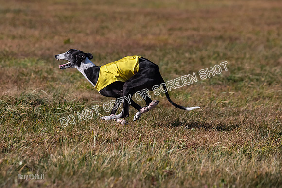 1) Prelim Veteran 2, Zen Daisy Jasmine-5579