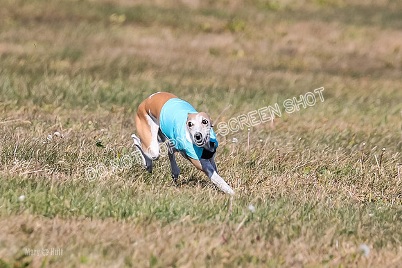 1) Prelim Veteran 1, Bug Rasher Cheers-5524