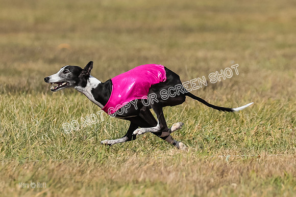 2) Finals Veteran 2, Jasmine Zen Daisy-7951