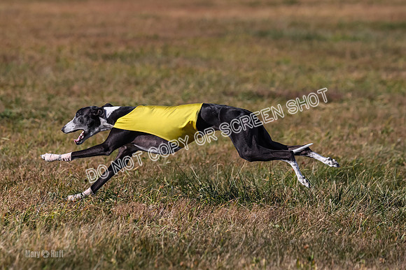 1) Prelim Veteran 2, Zen Daisy Jasmine-5577