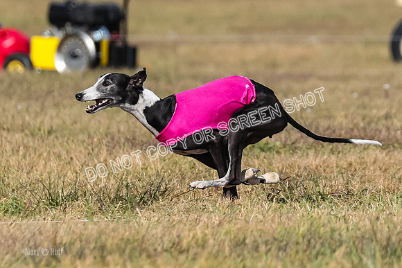 2) Finals Veteran 2, Jasmine Zen Daisy-7948