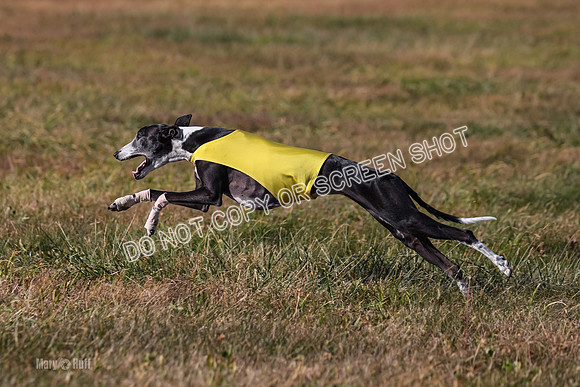 1) Prelim Veteran 2, Zen Daisy Jasmine-5576