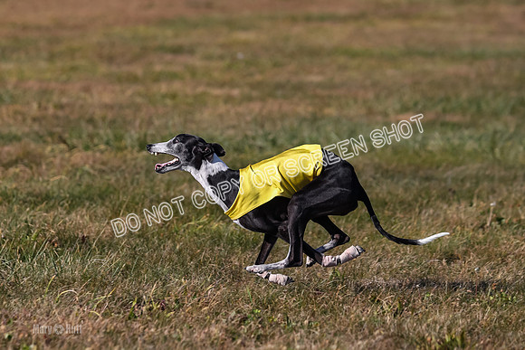 1) Prelim Veteran 2, Zen Daisy Jasmine-5574