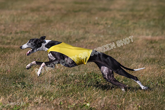 1) Prelim Veteran 2, Zen Daisy Jasmine-5571