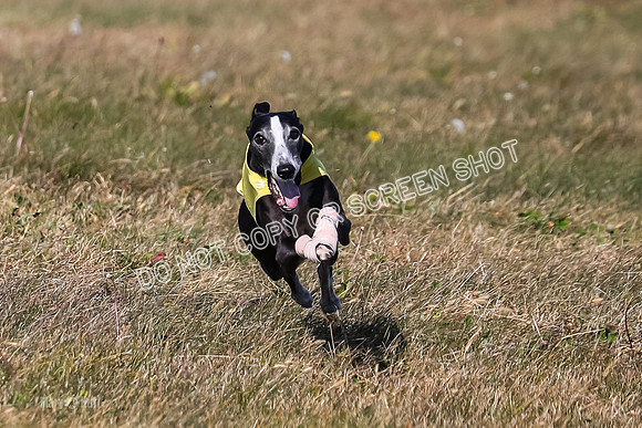 1) Prelim Veteran 2, Zen Daisy Jasmine-5559