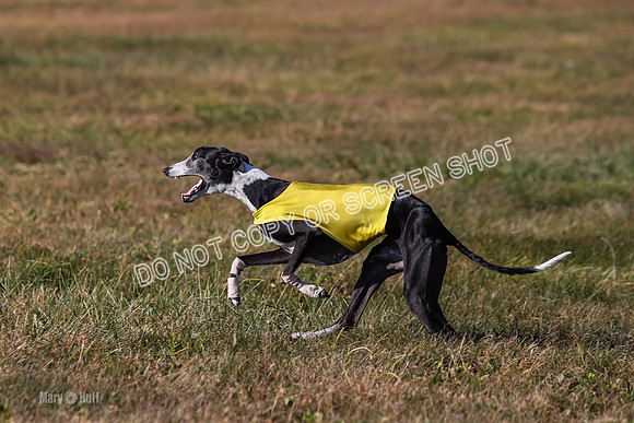 1) Prelim Veteran 2, Zen Daisy Jasmine-5575