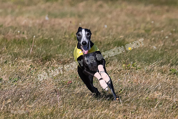 1) Prelim Veteran 2, Zen Daisy Jasmine-5558