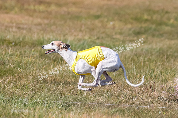 1) Prelim Veteran 1, Bug Rasher Cheers-5538