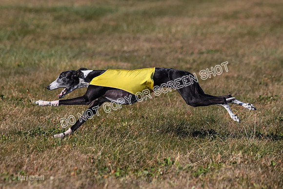 1) Prelim Veteran 2, Zen Daisy Jasmine-5572