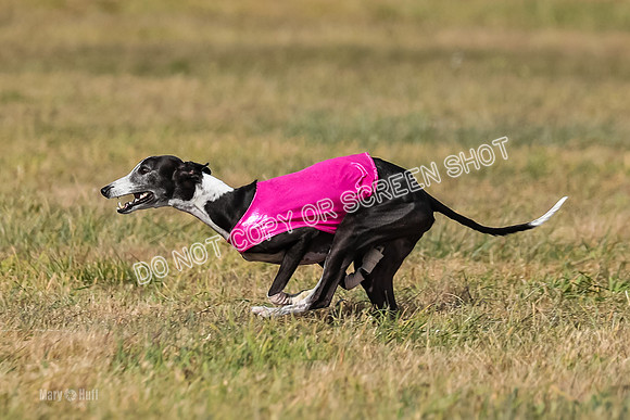 2) Finals Veteran 2, Jasmine Zen Daisy-7958