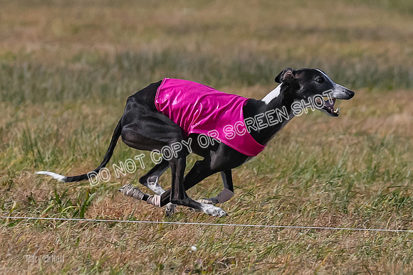 2) Finals Veteran 2, Jasmine Zen Daisy-8007