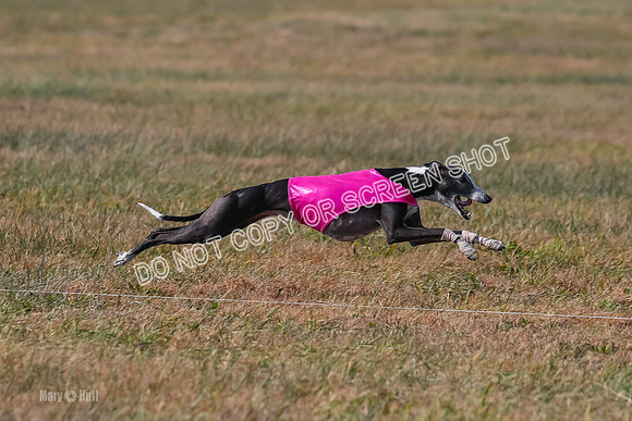 2) Finals Veteran 2, Jasmine Zen Daisy-8006