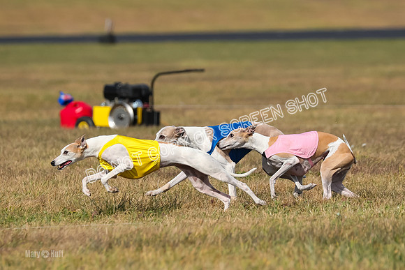 2) Finals Veteran 1, Bug Cheers Rasher-7874