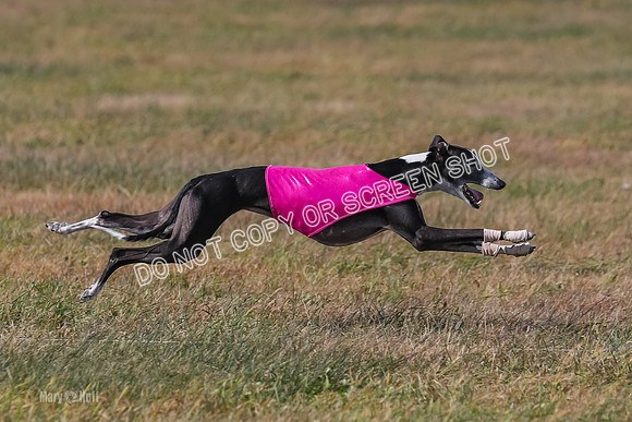 2) Finals Veteran 2, Jasmine Zen Daisy-8010