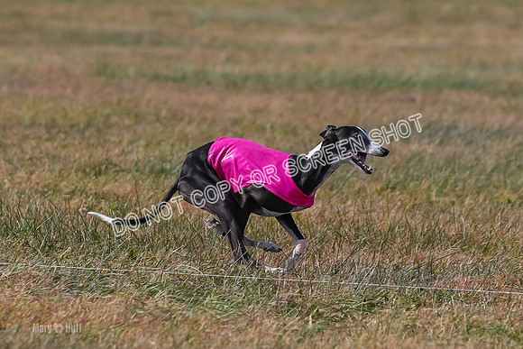 2) Finals Veteran 2, Jasmine Zen Daisy-8004