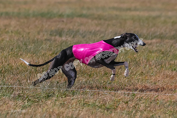 2) Finals Veteran 2, Jasmine Zen Daisy-8005