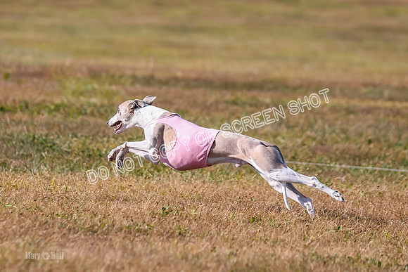 1) Prelim Veteran 1, Bug Rasher Cheers-5548