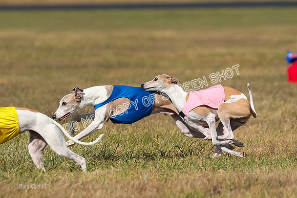 2) Finals Veteran 1, Bug Cheers Rasher-7877