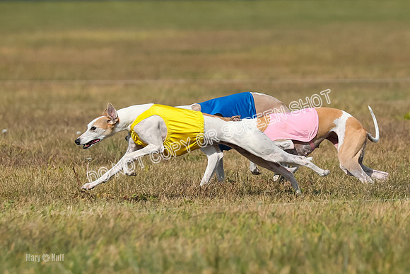 2) Finals Veteran 1, Bug Cheers Rasher-7873