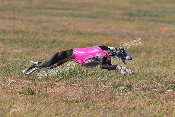 2) Finals Veteran 2, Jasmine Zen Daisy-8001