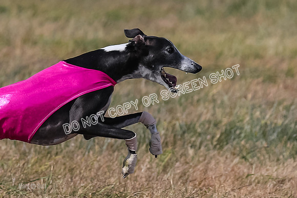 2) Finals Veteran 2, Jasmine Zen Daisy-8014