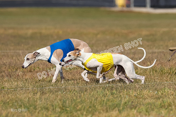 2) Finals Veteran 1, Bug Cheers Rasher-7866