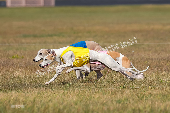 2) Finals Veteran 1, Bug Cheers Rasher-7870