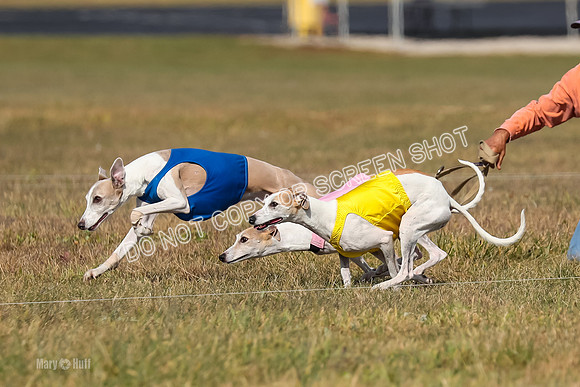 2) Finals Veteran 1, Bug Cheers Rasher-7865