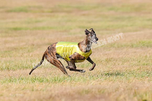 Finals Vet 1, Billie-9506