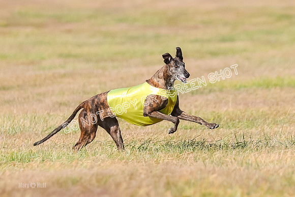 Finals Vet 1, Billie-9507