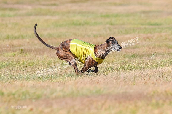 Finals Vet 1, Billie-9501